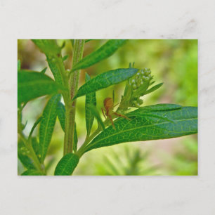 Cartão Postal Tiny Orb Weaver Spider no Cartão-postal Dogbane