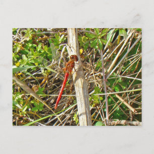 Cartão Postal Tiny Red Dragonfly em novembro