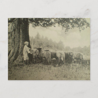 Cartão Postal Tio Baronete e o carneiro