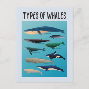 Cartão Postal Tipos De Baleias Variedade Mamífera Oceânica