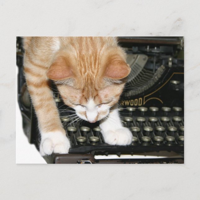 Cartão Postal Tipos de gatinhos (Frente)