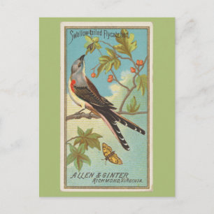 Cartão Postal Tirano-de-cauda-forquilhada