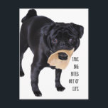 Cartão Postal Tire grandes mordidas da vida<br><div class="desc">tire grandes picadas da vida do cachorro preto com um osso</div>