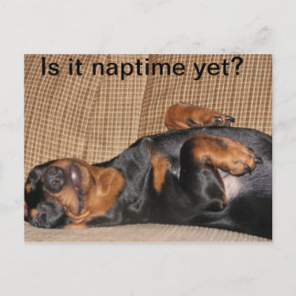 Cartão Postal Tired Dachshund