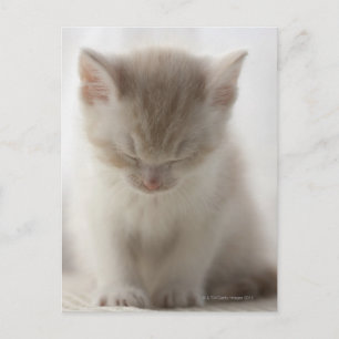 Cartão Postal Tired Kitten