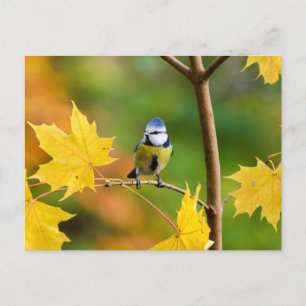 Cartão Postal Tit azul na árvore de bordo da Noruega