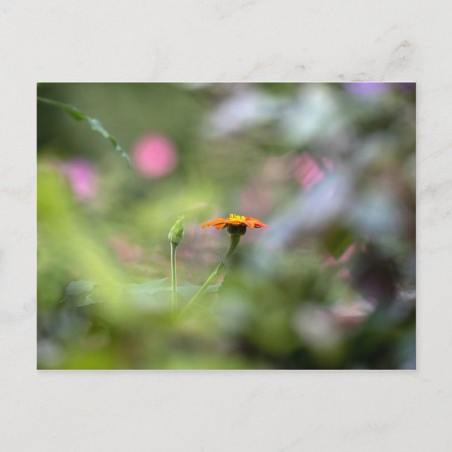 Cartão Postal Tithonia No Jardim (Frente)