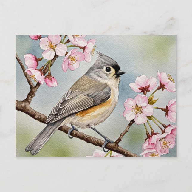 Cartão Postal Titmouse, Sakura, Primavera (Frente)