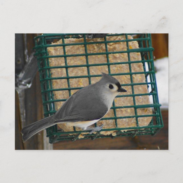 Cartão Postal Titmouse tufado (Frente)