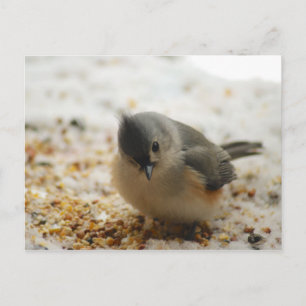 Cartão Postal Titmouse Tufado Adorável