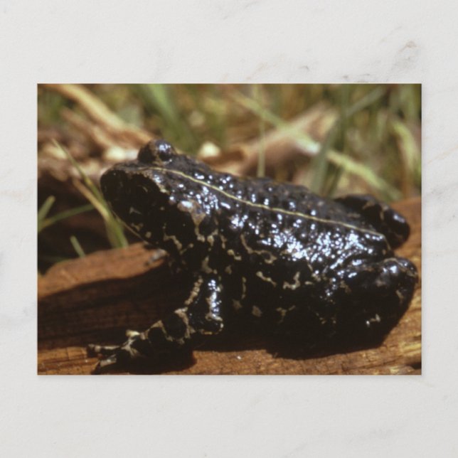 Cartão Postal Toad preto (Frente)