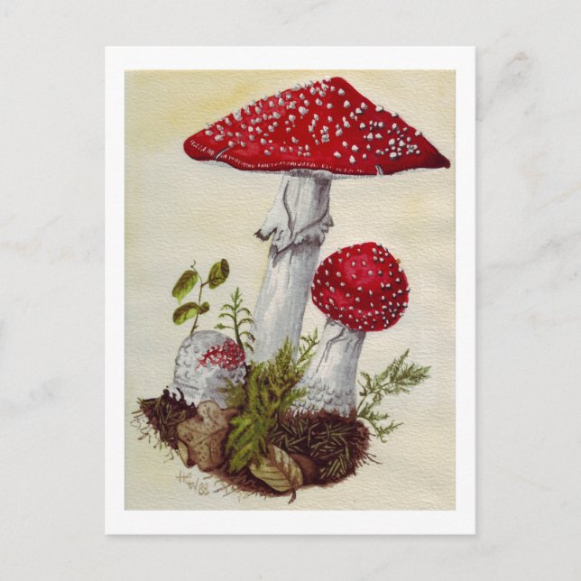 Cartão Postal Toadstool (Frente)