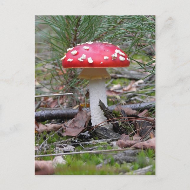 Cartão Postal Toadstool Mushroom (Frente)