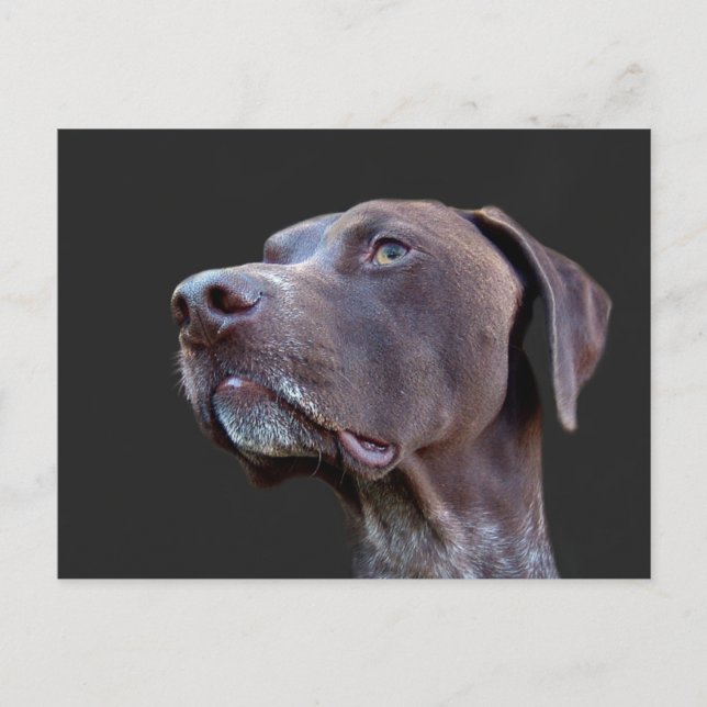 Cartão Postal Toby (Frente)