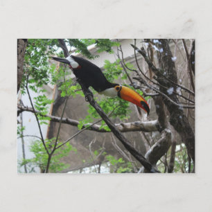 Cartão Postal Toco Toucan # 4