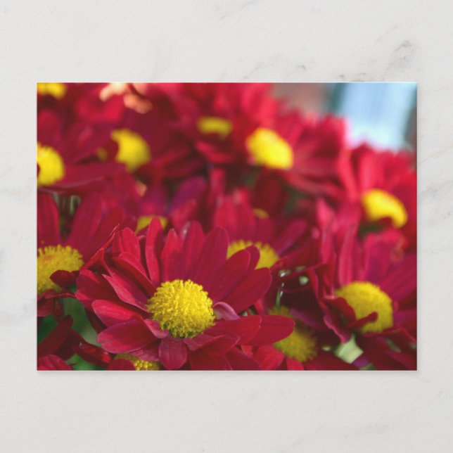 Cartão Postal Todo mundo tem uma Mãe (Frente)