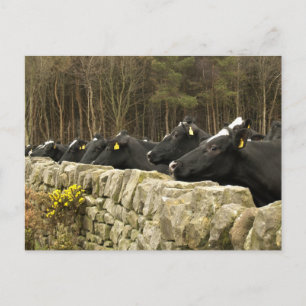 Cartão Postal Todos em um Cartão-postal de linha