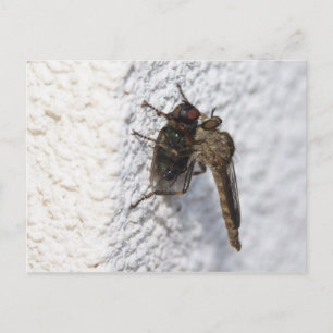 Cartão Postal Tolmerus atricapillus