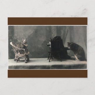 Cartão Postal Tomada de Fotos de Gato Retroativo Vintage