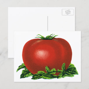 Cartão Postal Tomate de madrasta vermelho, vegetais e Frutas