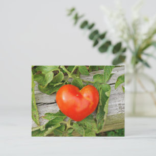Cartão Postal Tomate em Forma de Coração