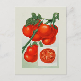 Cartão Postal Tomates