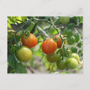 Cartão Postal Tomates De Cereja Na Natureza Da Vinha