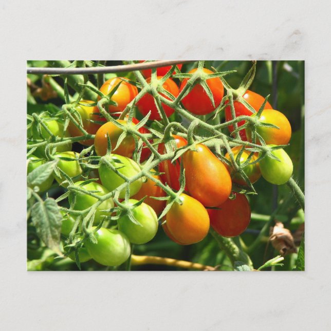 Cartão Postal Tomates em crescimento (Frente)