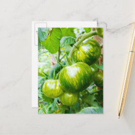 Cartão Postal Tomates verdes herdeiros de zebra desagradável na