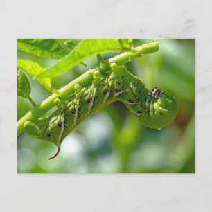 Cartão Postal Tomato Hornworm