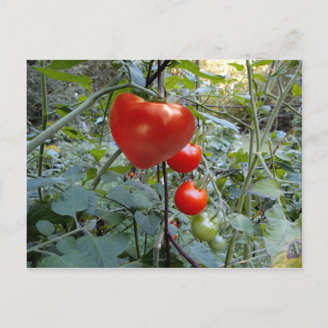 Cartão Postal Tomato Summer em New Hampshire Postcard (Frente)