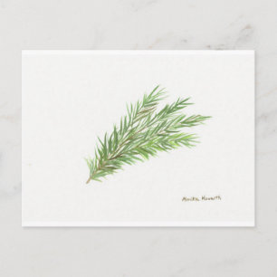 Cartão Postal Tomilho erva botânica planta aquarela Cozinha