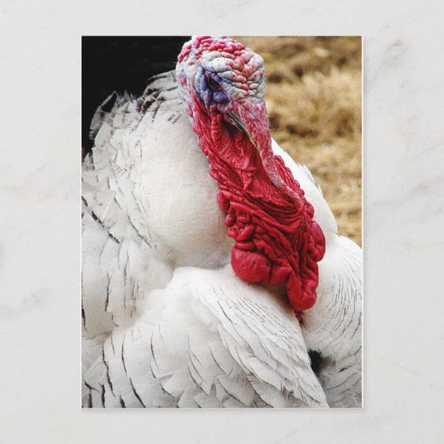 Cartão Postal Tommy (Frente)