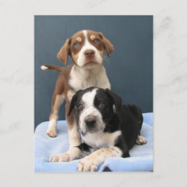 Cartão Postal Tommy & Toby