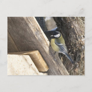 Cartão Postal tomtit_1