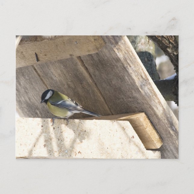 Cartão Postal tomtit_3 (Frente)