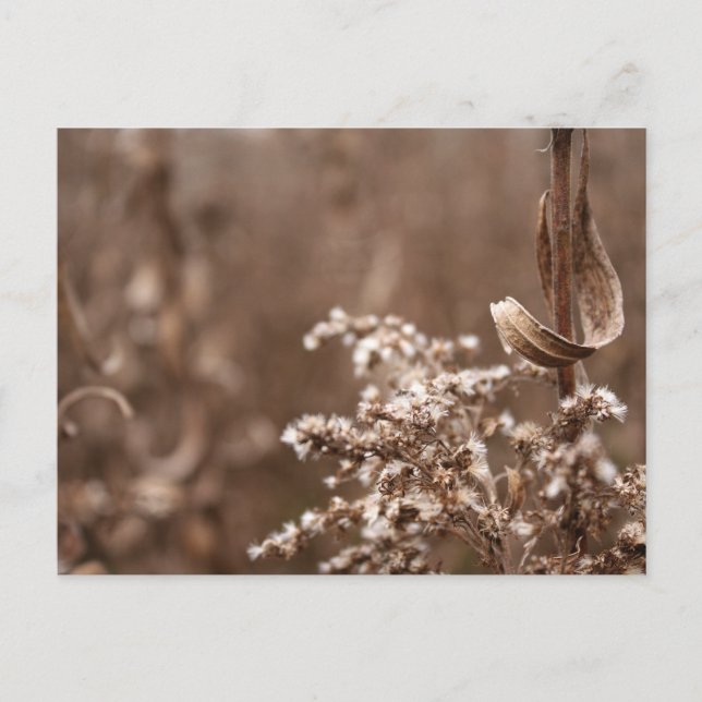 Cartão Postal Tones Sepia (Frente)