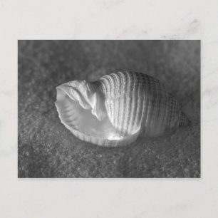 Cartão Postal Tonna Tesselata