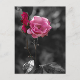 Cartão postal - Tons de Devoção Rosa