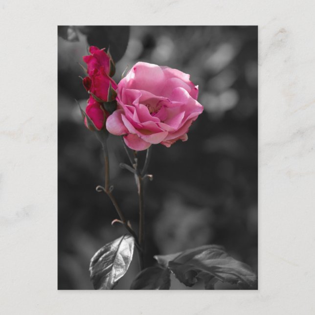 Cartão postal - Tons de Devoção Rosa (Frente)