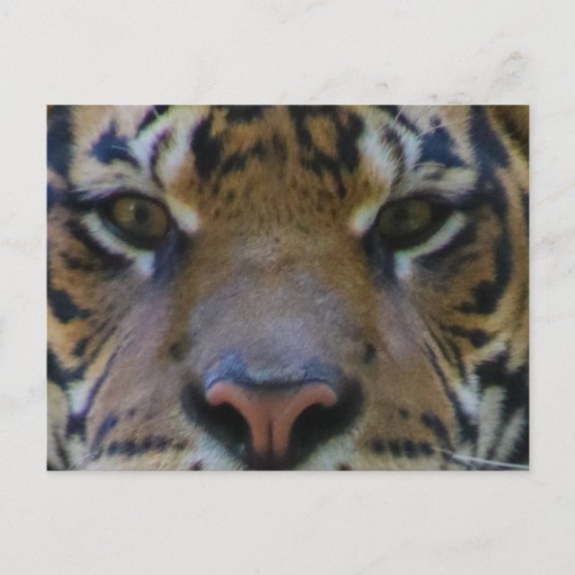 Cartão Postal Tony (Frente)