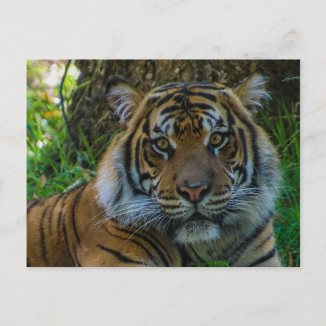 Cartão Postal Tony (Frente)