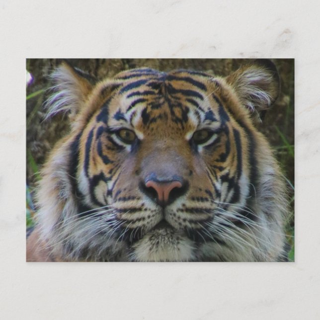 Cartão Postal Tony (Frente)