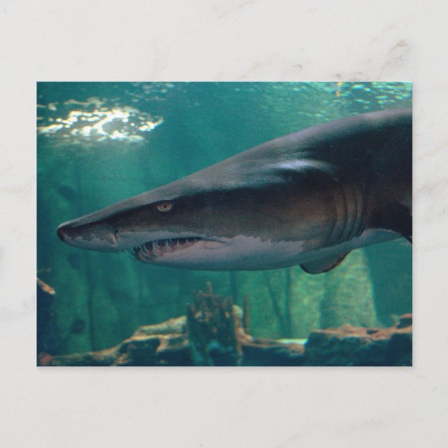 Cartão Postal Toofy Li'l Grin (Frente)