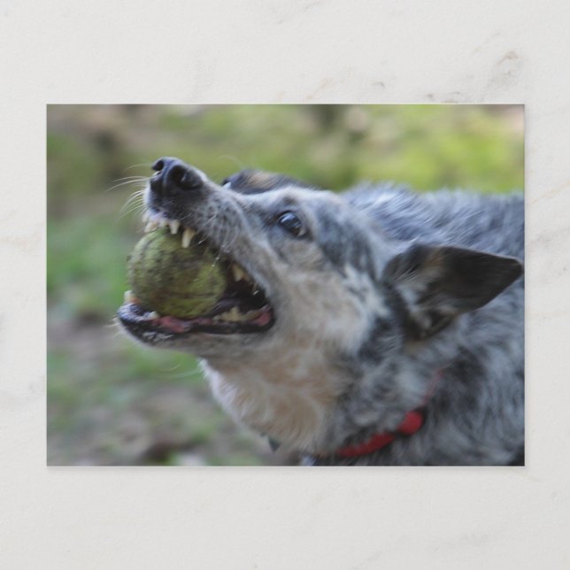 Cartão Postal Toothy Ball (Frente)