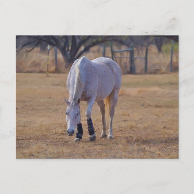 Cartão Postal Tootsies do Tender (Frente)