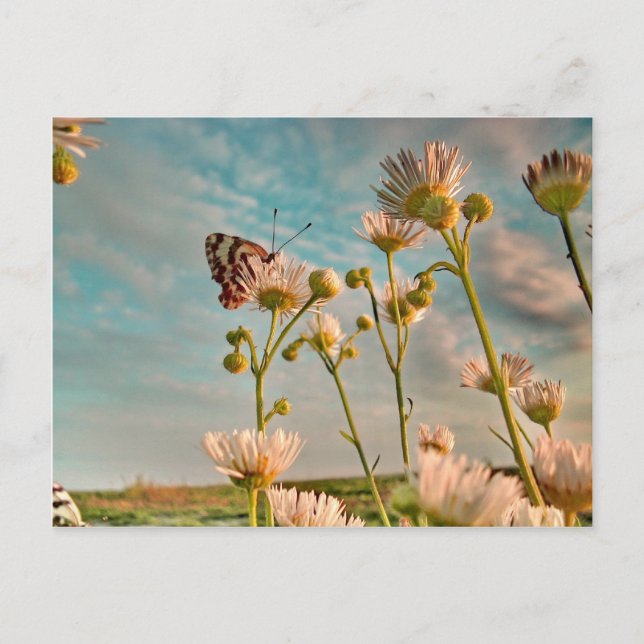 Cartão Postal Toque da poeira mágica da onça (Frente)