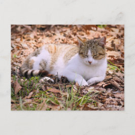 Cartão Postal Toque de Cat:Cartão postal