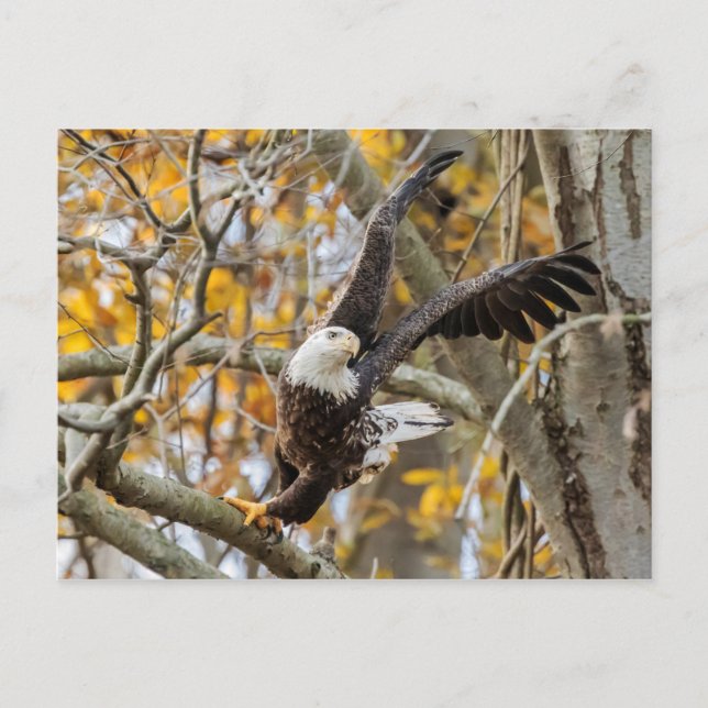 Cartão Postal Torção E Lançamento Da Águia (Frente)