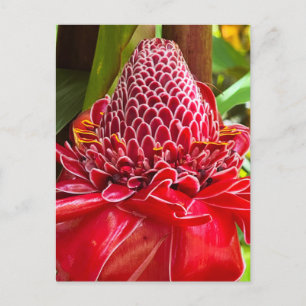 Cartão Postal Torch Ginger